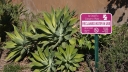 Using Grey Water on your Garden